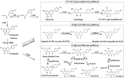 Functional Characterization of a Flavone Synthase That Participates in a Kumquat Flavone Metabolon